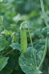green peas in a garden