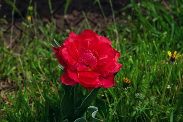 Beautiful blooming bright red peony tulip growing in the garden. Spring flowers. 
