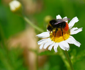 bumble bee collecting nectar
