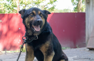 A kind purebred dog on a chain in the yard in the village. A domestic guard animal on the street in summer guards the house on a leash. Chained dog in the backyard.
