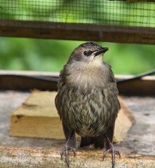 young starling on a bird table
