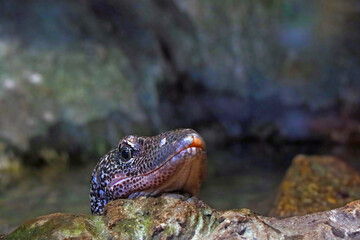 Close-up on a monitor lizard on a stone in the park.
