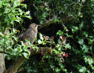 starling in a tree
