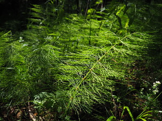 Fern-shaped plant in the forest. Beautiful graceful green leaves. Polypodiphyta, a department of...