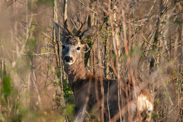 Roebuck camouflage
