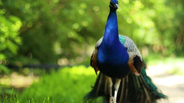Beautiful blue peacock in a public park in summer on a sunny day