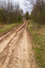 dirt road in the forest