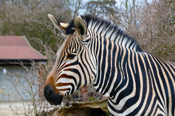 Fototapeta premium Close-up on a zebra in the animal park.