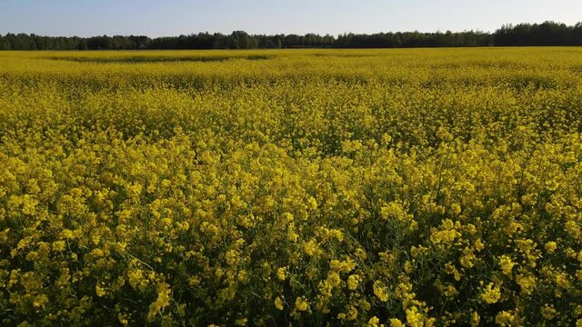 Field of yellow blossoming rapeseed at summer sunny evening in Estonia