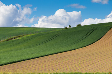 Obraz premium meadows with blue sky and clouds background