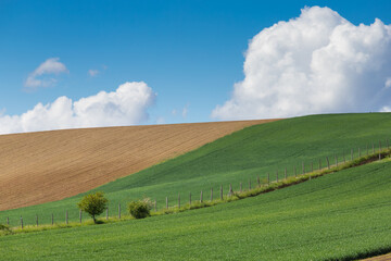 Fototapeta premium meadows with blue sky and clouds background