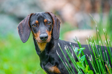 Dachshund in the grass