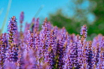 A field of beautiful purple flowers, natural background