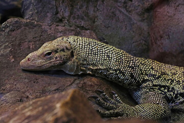 Close-up on a monitor lizard on a stone in the park.