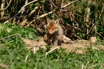 sweet baby fox at his fox burdour at the edge of the forest