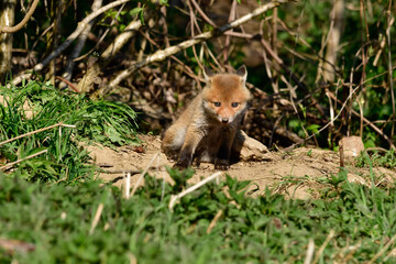 sweet baby fox at his fox burdour at the edge of the forest