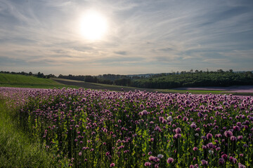 Obraz premium poppy flowers field in sunshine