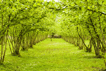 Beautiful view of hazelnut trees plantation landscape