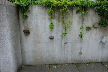 FU 2021-05-20 Stiefmutter 10 an einer Mauer hängen Steine an Pflanzen herunter