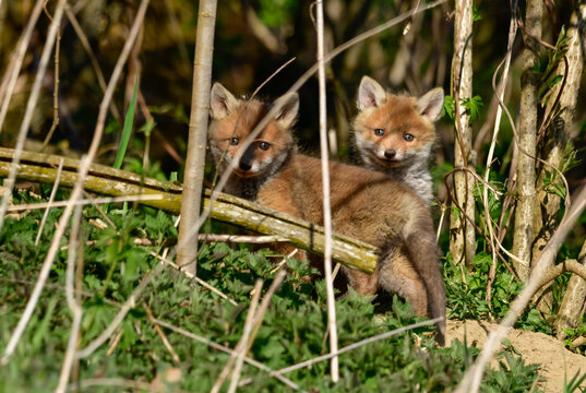 sweet baby fox at his fox burdour at the edge of the forest