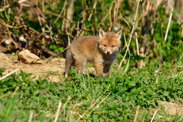 sweet baby fox at his fox burdour at the edge of the forest