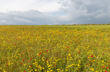 A wildflower mead on the coast of Cornwall