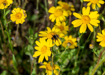 A bee resting on a bright yellow flower in early summer