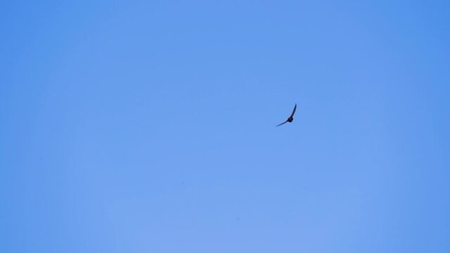 Rapid flight the Common swift also named as martlet or Apus apus in detail. Slow motion shot