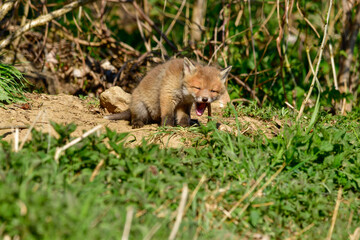 Naklejka na ściany i meble sweet baby fox at his fox burdour at the edge of the forest