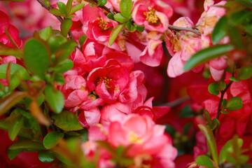 Obraz premium Beautiful bushes of blooming young roses in the park. Fragrant scent from flowers.