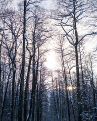 Fototapeta na wymiar Winter forest