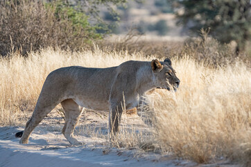 Female Lion