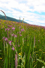Lychnis flos cuculi