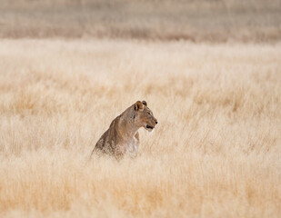 Female Lion