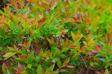View of young green bushes in the park in summer during sunset.