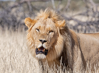 Male Kalahari Lion