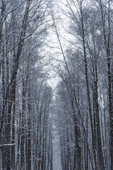 Winter forest