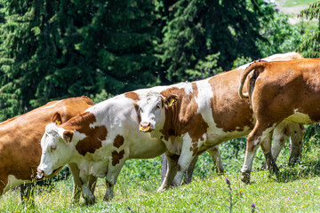 Naklejka na ściany i meble Cows on an alpine meadow on a sunny summer day