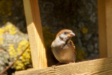A sparrow in a feeder on a tree in the park