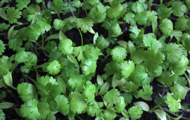 grown green young coriander at home