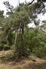 Visit to National park Loonse en Drunense Duinen (NL)