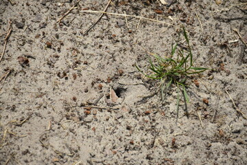 Visit to National park Loonse en Drunense Duinen (NL)