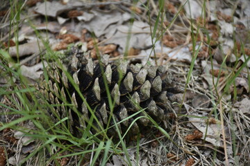 Visit to National park Loonse en Drunense Duinen (NL)