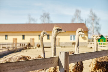 Fototapeta na wymiar Big ostriches at farm field behind a wooden fence