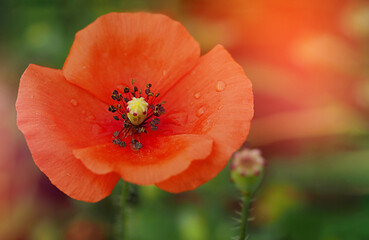 Fototapeta premium red field poppy with drops of dew on petals close-up