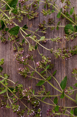 Flowering branches of fresh thyme