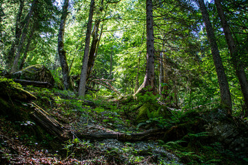 Obraz premium Alpine forest in Austria. Fresh vibrant green with trees on a sunny summer day