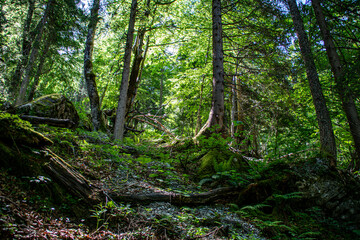 Alpine forest in Austria. Fresh vibrant green with trees on a sunny summer day