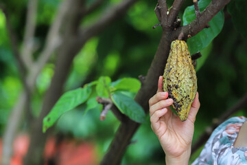 Naklejka na ściany i meble Organic cocoa on cacao trees ready to be harvested