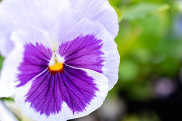 Fototapeta na wymiar Close up of white purple viola flower growing outdoors in bright sunny day.